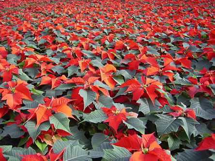 Poinsettia kamerplant november